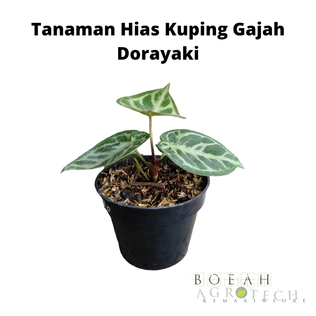 Tanaman Hias Kuping Gajah Dorayaki Tanaman Indoor