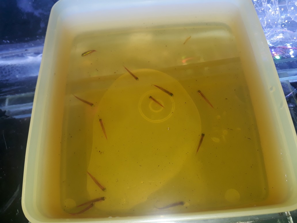 Glowlight Tetra Neon Api