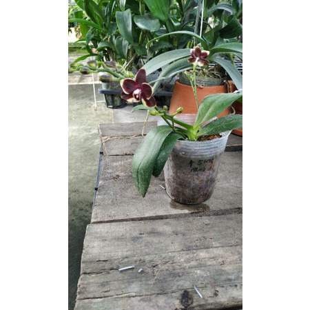 Stok Baru Anggrek Bulan Mini Premium Kondisi Spike Knop