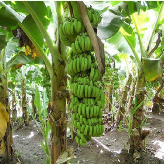 BIBIT UNGGUL PISANG CAVENDISH GRAND NAIN