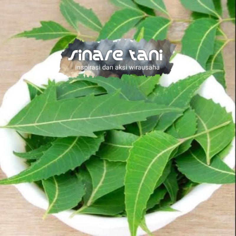

daun Mindi/mimba segar 250 gr