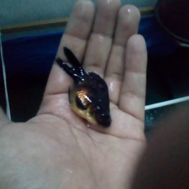 Paket 10 ekor ikan koki anakan 2-3cm