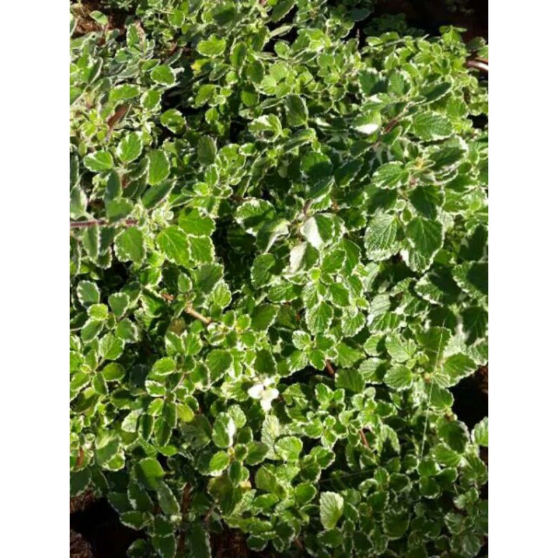 

daun mint variegata (beli 3gratis 1)