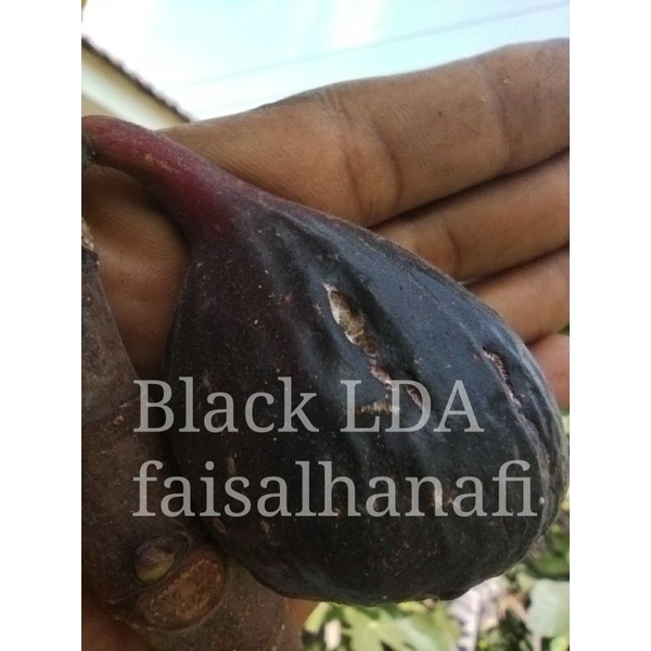 Bibit buah Tin jenis Black LDA