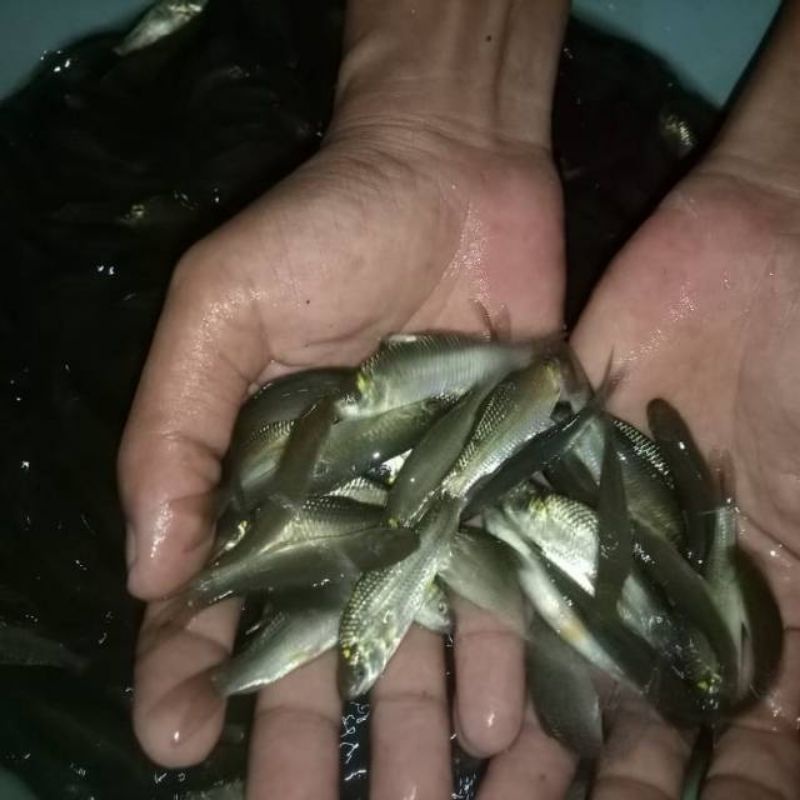 

ikan nilem/terapi 10 ekor