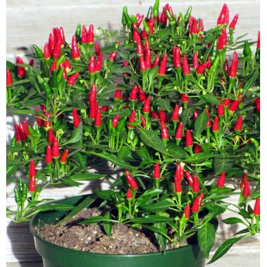 Benih Cabe Rawit merah