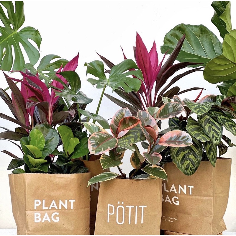 ( BISA COD ) Berbagai varian tanaman hias hidup-tanaman hidup-bunga hidup-bunga hias hidup-tanaman h