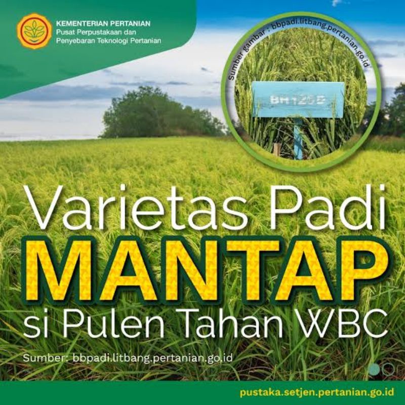Benih padi varietas MANTAP