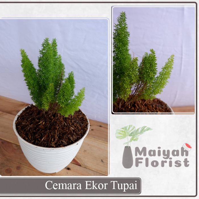 Cemara Ekor Tupai - Kualitas Super - Bibit Unggul - Tanaman Daun