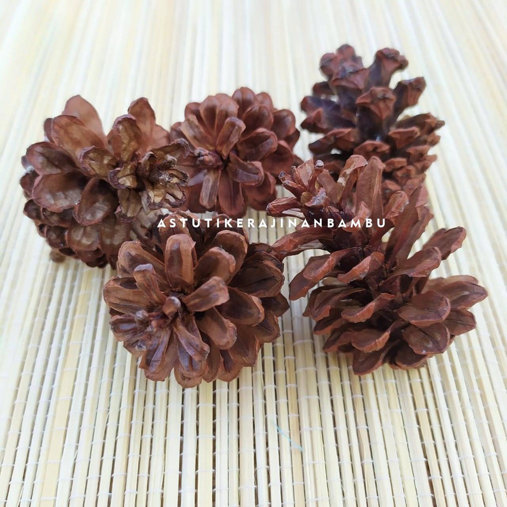 Bunga Pinus Kering Besar/Bunga Pinus Hias/Bunga Dekorasi/Dried Flowers/Bunga Kering Spesial