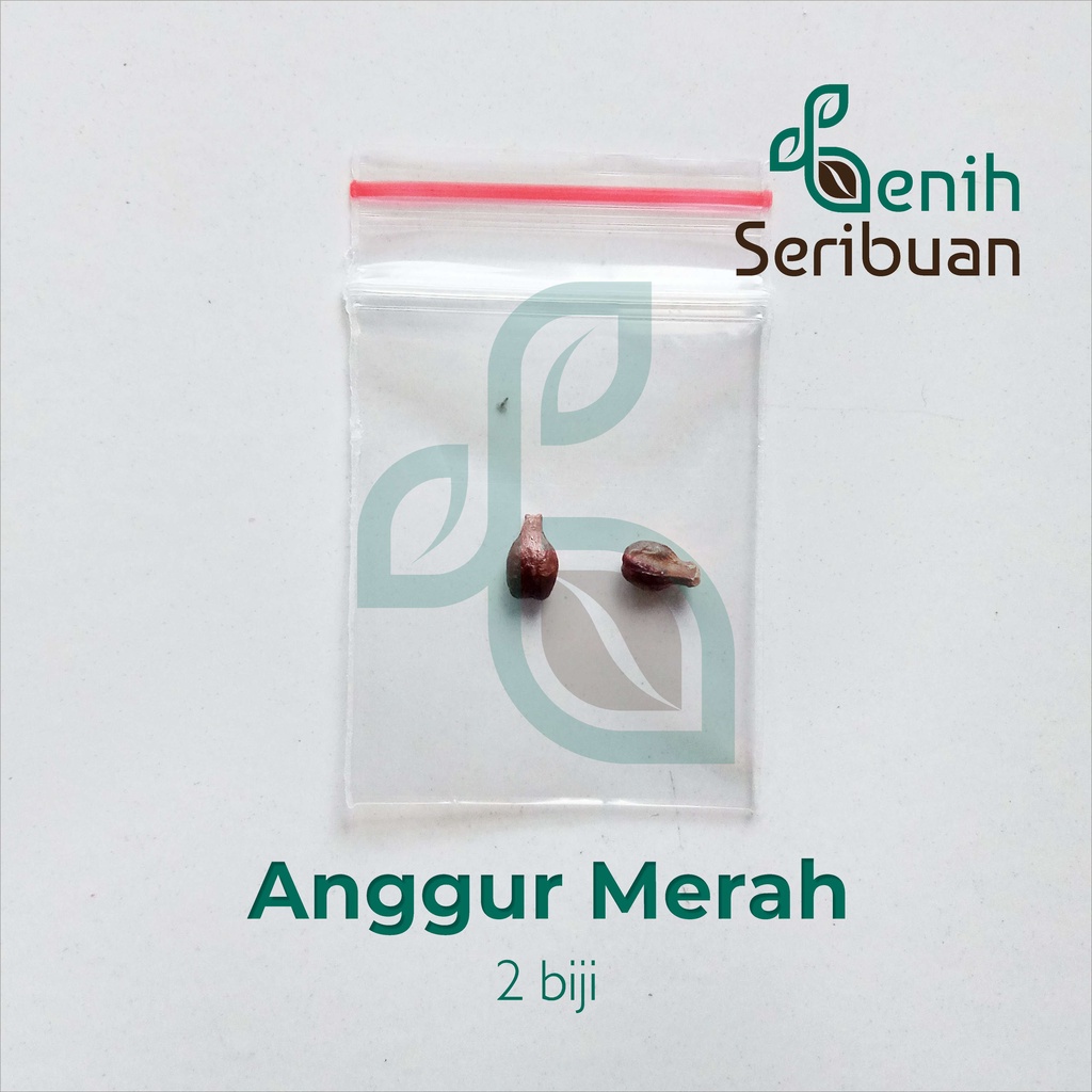 2 Benih Anggur Merah Red Grape Bibit Tanaman Buah Anggur Premium Super Import Unggul Berkualitas