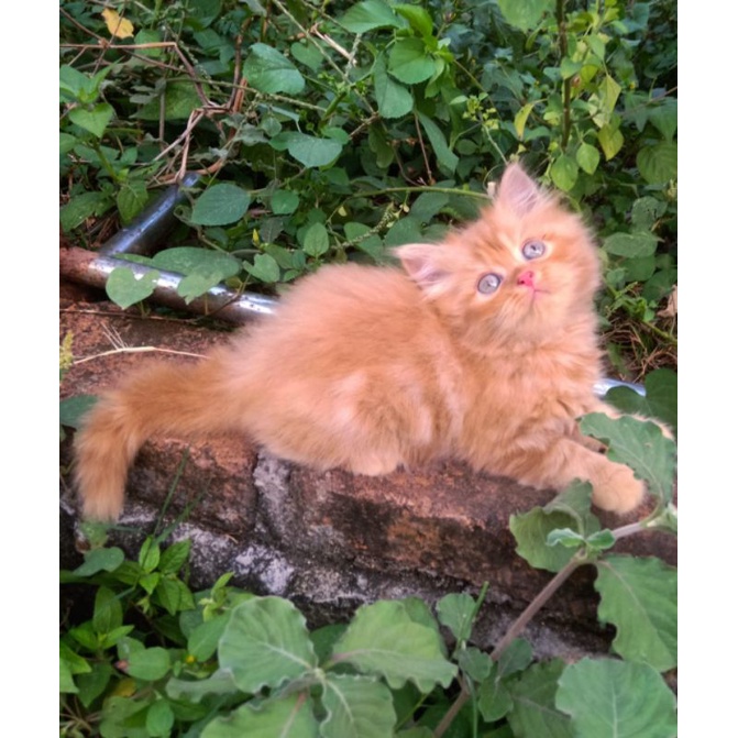 kucing persia flatnose betina 3 bulan
