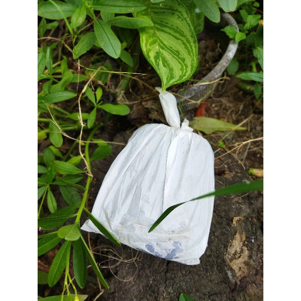 

Terasi Mbok Judes Plastik Putih 1 Kg