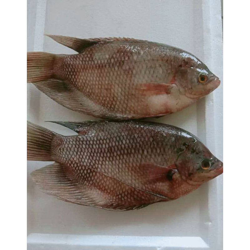 

IKAN GURAME SEGAR - 500 GR