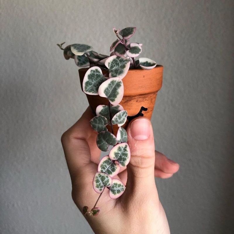Sukulen String of heart varigata rimbun 30cm SOH var