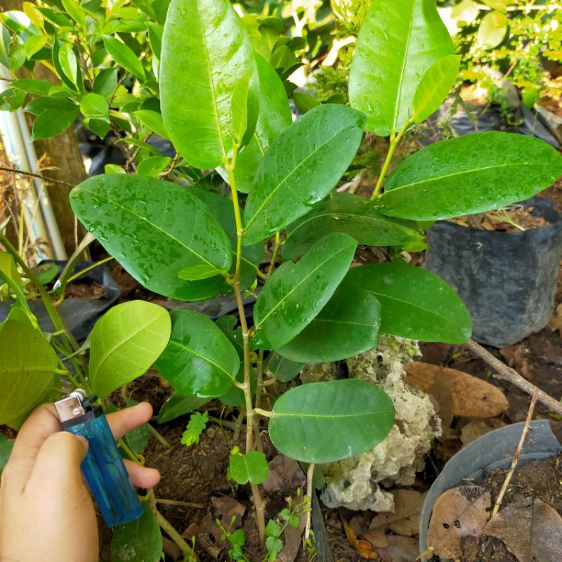 bahan bonsai amplas taiwan