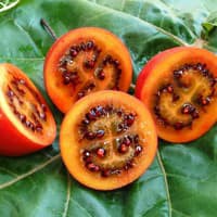 Benih Bibit Biji - Terong Belanda Tamarillo (Cyphomandra betacea) Seeds - IMPORT