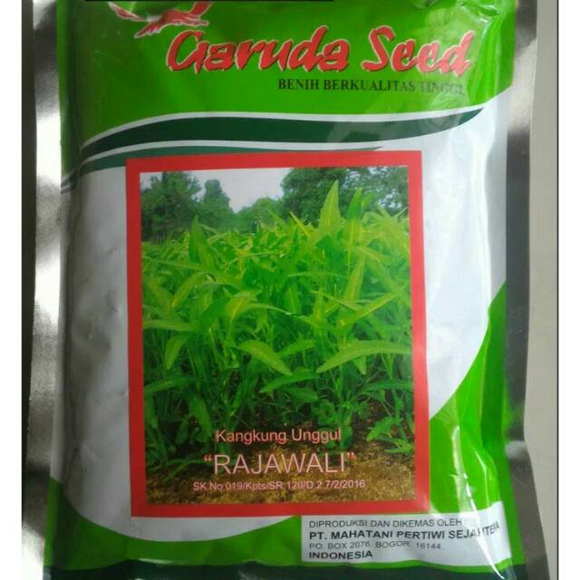 Benih Kangkung RAJAWALI 500gram - Bibit Kangkung-Benih Kangkung Daun Lebar-Benih Kangkung Darat-Beni