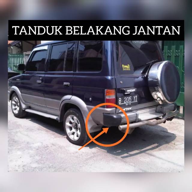 Tanduk belakang kijang jantan