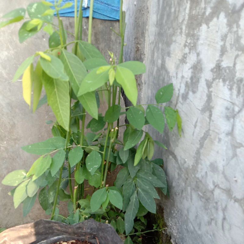 

Daun Katuk Segar