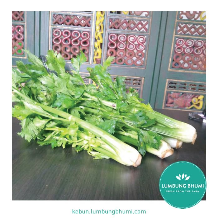 

TERLARIS SELEDRI STICK ( SAYUR - SAYURAN CURAH ) !!!!!