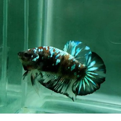 ikan cupang avatar green metalic