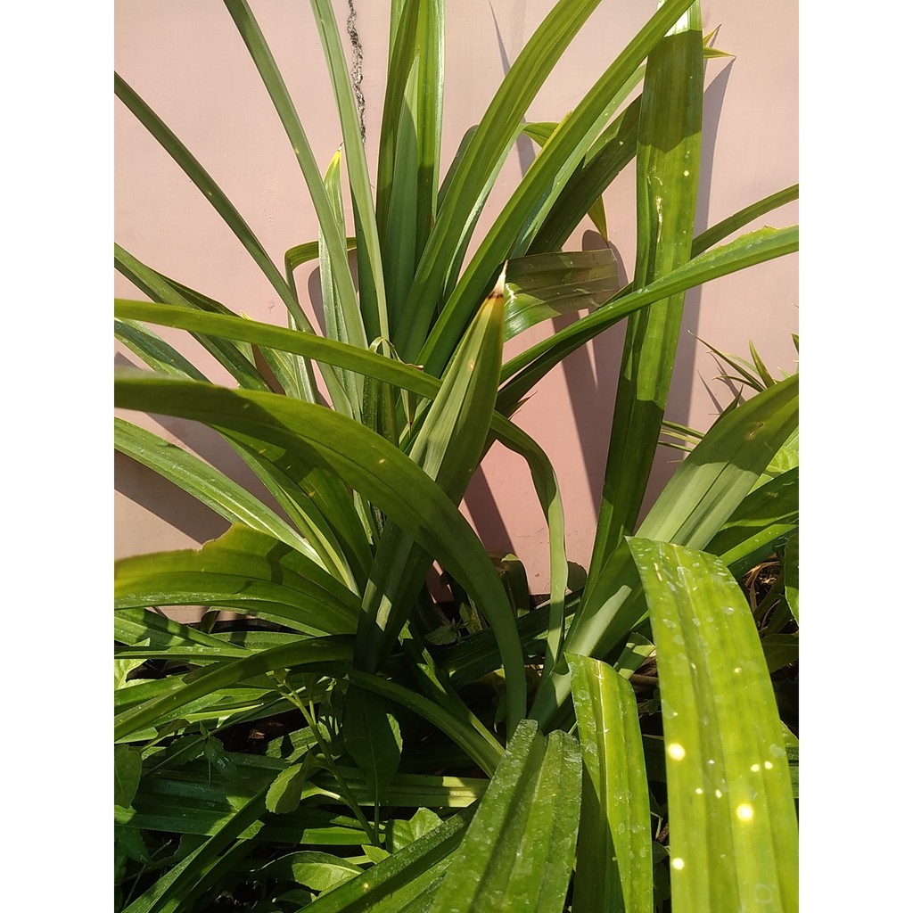 

DAUN PANDANWANGI isi 50 lembar~Pandanus amaryllifolius