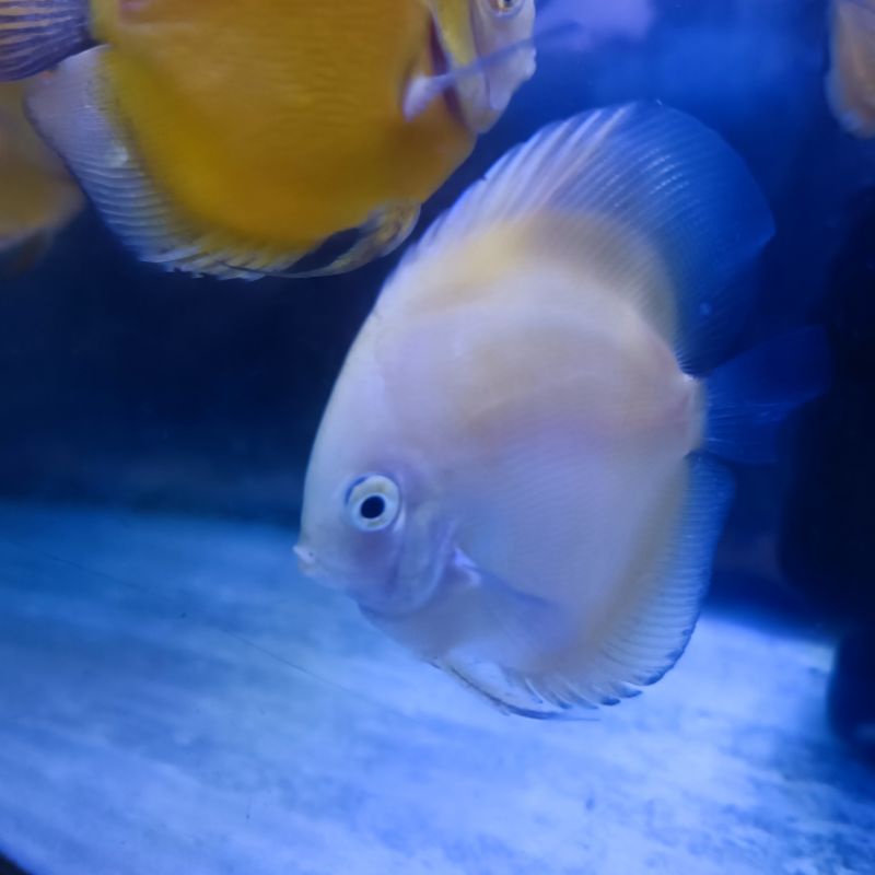 (SOLD)DISCUS YELLOW WHITE 2 INCH / DISCUS 2 INCH MURAH