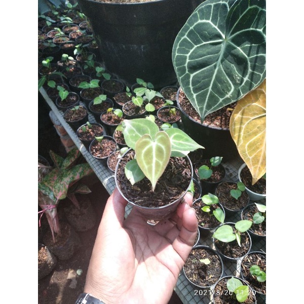 Anthurium Clarinervium termurah size baby / Ant Tarantula (size baby hasil tani dari biji)