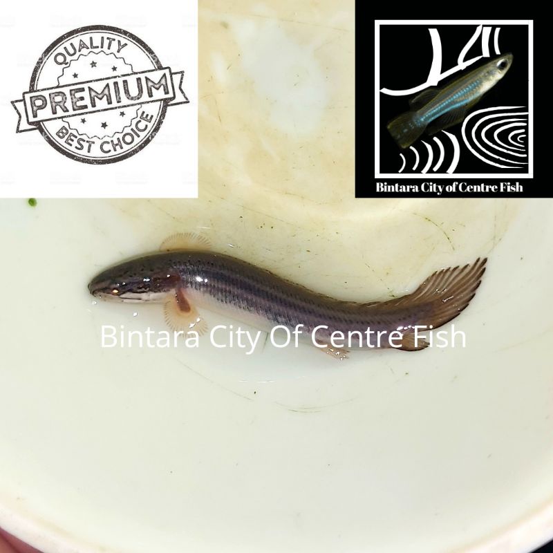 Ikan Predator Palmas Senegalus, ukuran 7,5 cm, min order 25 ekor