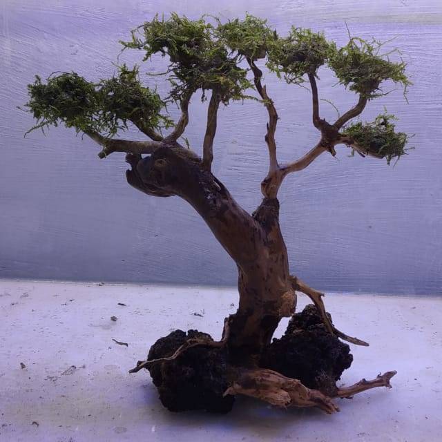 Bonsai aquascape plus moss