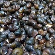 

tutut mentah 1kg