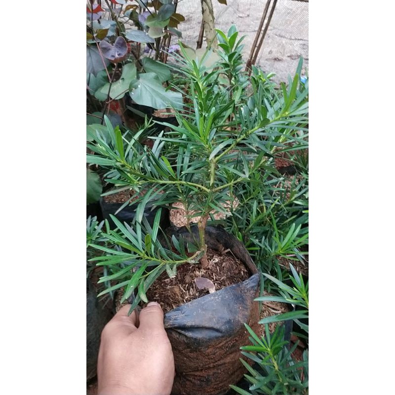 lohansung lidah burung