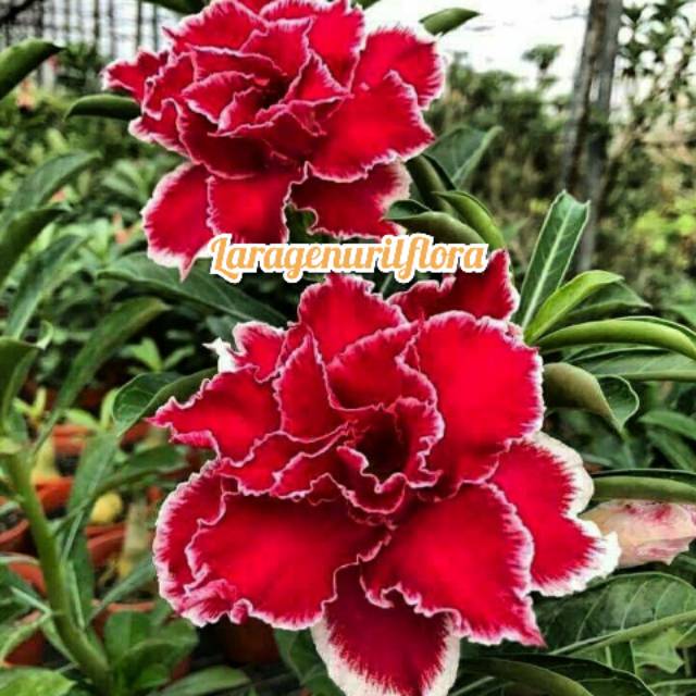 

Bibit Bunga Kamboja adenium Jepang, CHOCHEIMETO
