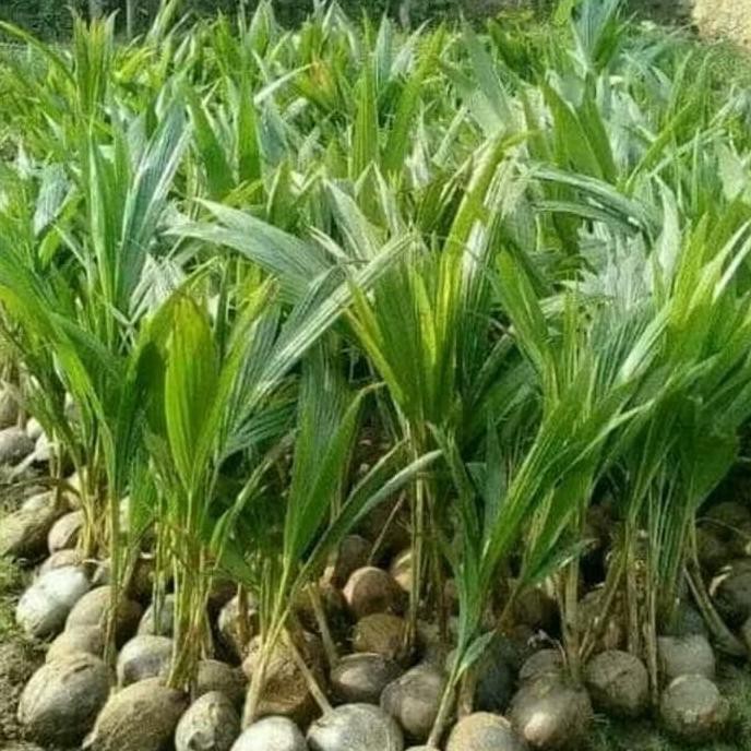 &&**&& Bibit Pohon Kelapa Genjah Entok-Kelapa Pendek