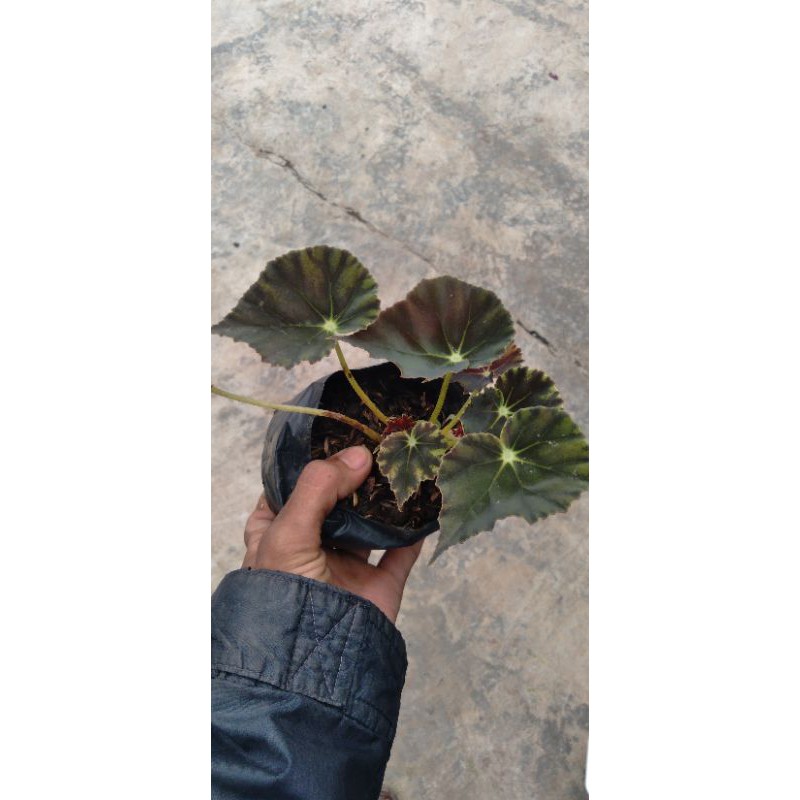 begonia tiger