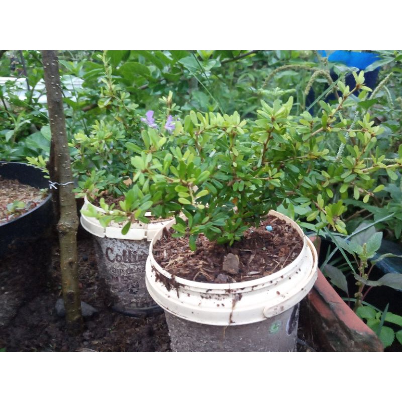 saeng simbur vietnam super micro