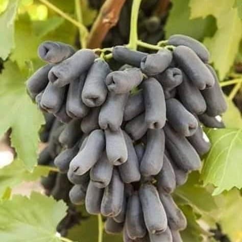 Bibit anggur import Moondrop Sweet Saphire grafting kualitas super
