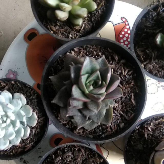 Sukulen Dan Kaktus Mini (echeveria Purpusorum ‘hybrid’)