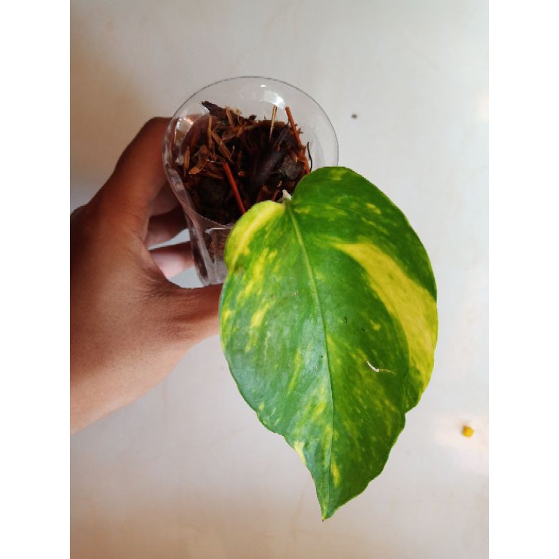 Epipremnum kujang / Epipremnum yellow variegata