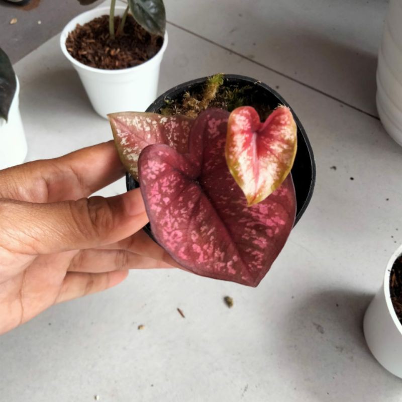 bibit caladium seven luck