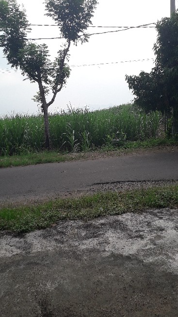 ❤termurah❤kantong Kresek Motif 15 X 20 Kresek Pond Olshop. Plong Motif 15 . Kantong Plong