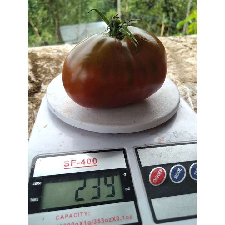 Benih Bibit Biji - Tomat Japanese Black Trifele Black Pear Tomato Seeds