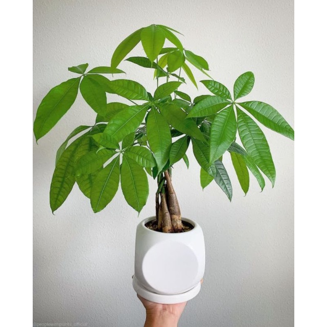 Tanaman hias pachira kepang / pachira aquatica / money tree