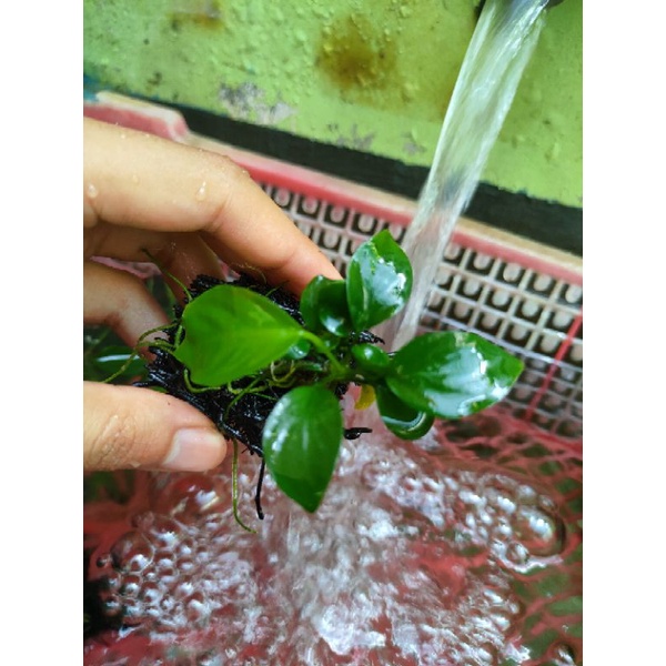Anubias Nana