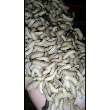Maggot BSF | larva BSF | ulat maggot
