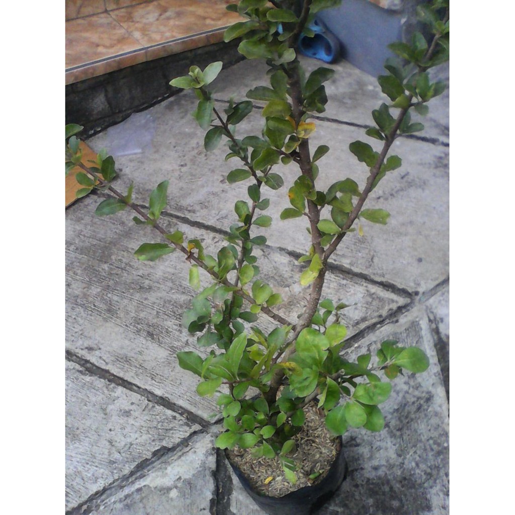 Freong Bibit Buah Cerry Barbados/Sianci @_$