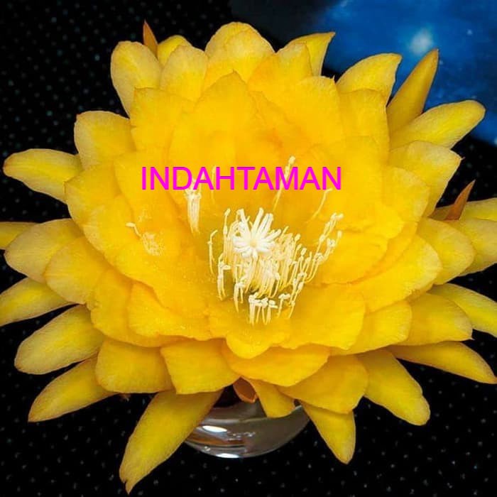 PROMO Tanaman Hias Wijaya Kusuma Bunga Kuning Besar-bunga hidup murah-tanaman hidup-bunga gantung hidup