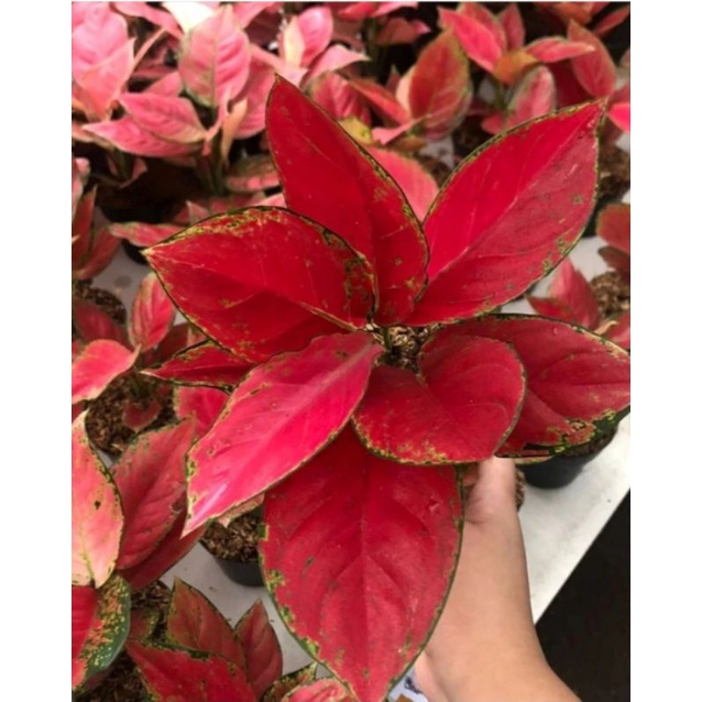 PROMO  BUNGA AGLONEMA RED ANJAMANI REMAJA / TANAMAN  HIAS RED ANJAMANI 3DAUN 4DAUN 5DAUN REMAJA