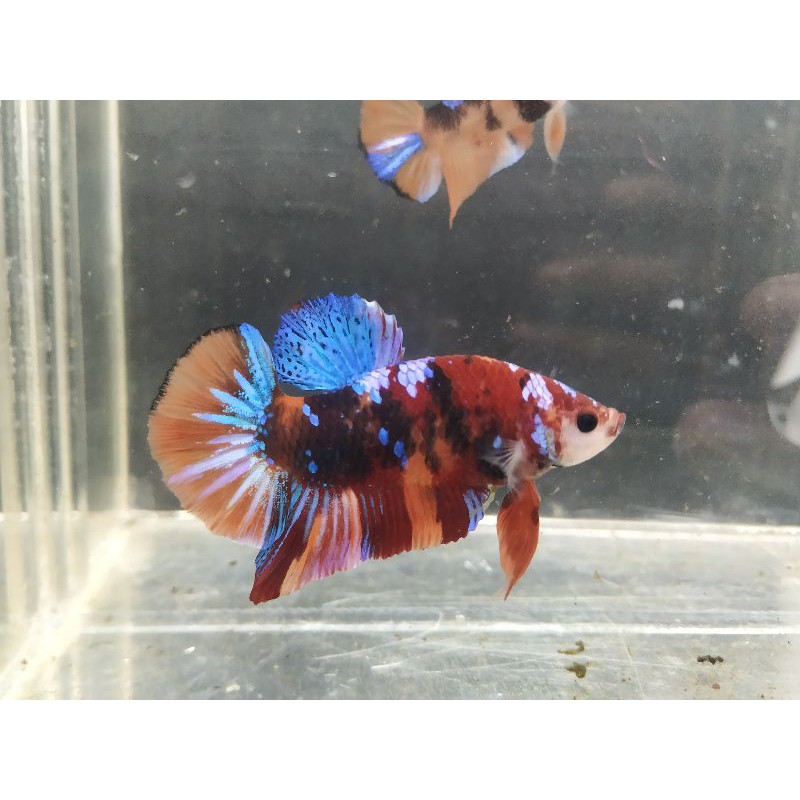 Ikan Cupang Plakat Nemo multicolor male/jantan